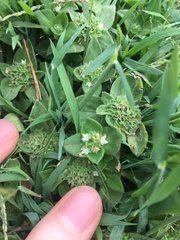 Richardia humistrata