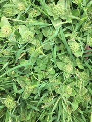 Richardia humistrata