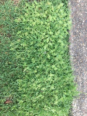 Richardia humistrata