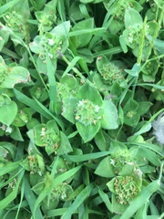 Richardia humistrata