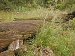 Poa labillardierei labillardierei