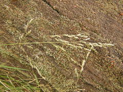 Poa labillardierei labillardierei