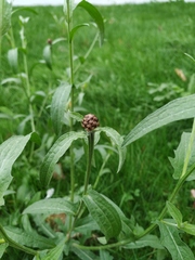 Centaurea jacea