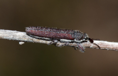 Rhinotia filiformis