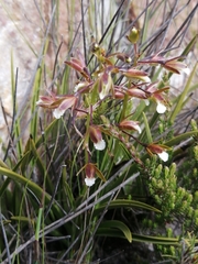 Eulophia tristis