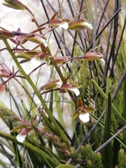 Eulophia tristis