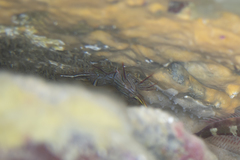 Rhynchocinetes australis