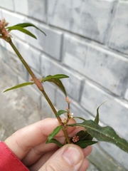Persicaria maculosa