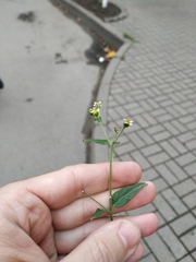 Galinsoga quadriradiata