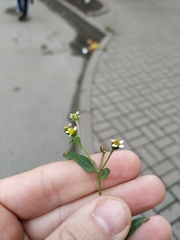 Galinsoga quadriradiata