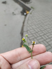 Galinsoga quadriradiata