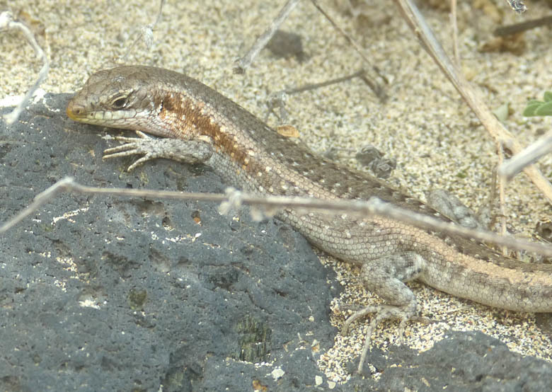 Stanger's Cape Verde Skink
