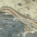 Stanger's Cape Verde Skink - Photo (c) Auréles Miralien, some rights reserved (CC BY-NC-ND), uploaded by Auréles Miralien