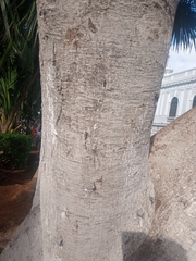 Ficus