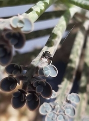 Harmochirus luculentus