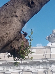 Ficus