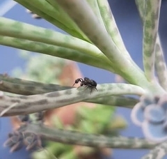 Harmochirus luculentus