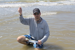 Scomberomorus maculatus