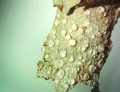 Pertusaria subambigens