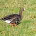 Greenland White-fronted Goose - Photo (c) MPF, some rights reserved (CC BY-SA)