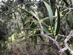Acacia fasciculifera