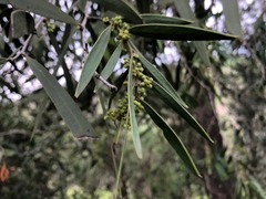 Acacia fasciculifera