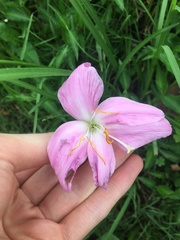 Zephyranthes carinata