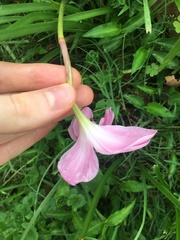 Zephyranthes carinata