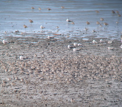 Calidris tenuirostris