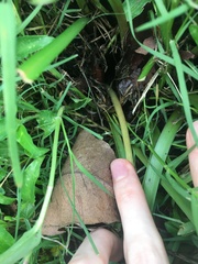 Zephyranthes carinata