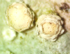 Pertusaria subambigens