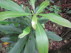 Pseudopanax chathamicus