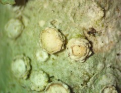 Pertusaria subambigens