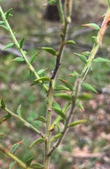 Acacia amblygona