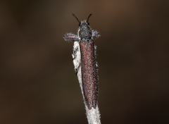 Rhinotia filiformis