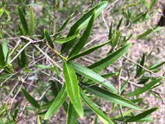Denhamia cunninghamii