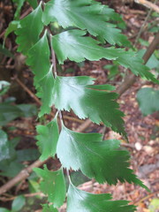 Asplenium polyodon image