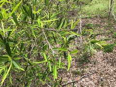 Denhamia cunninghamii