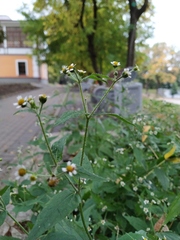 Galinsoga quadriradiata