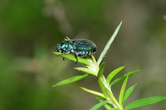 Diphucephala colaspidoides