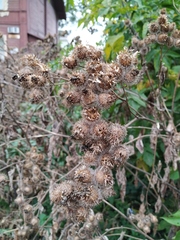 Arctium tomentosum