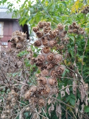 Arctium tomentosum