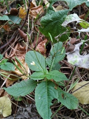 Impatiens parviflora