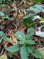 Impatiens parviflora