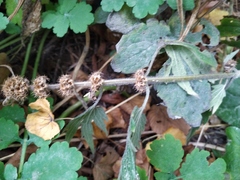 Leonurus quinquelobatus