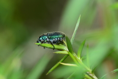Diphucephala colaspidoides