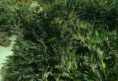 Halichoeres brownfieldi