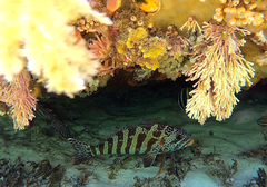 Goniistius rubrolabiatus