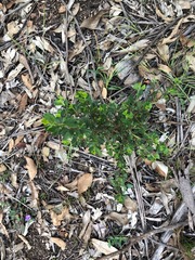 Dodonaea triangularis