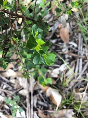 Dodonaea triangularis